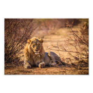 Predator Lion in Südafrika Fotodruck