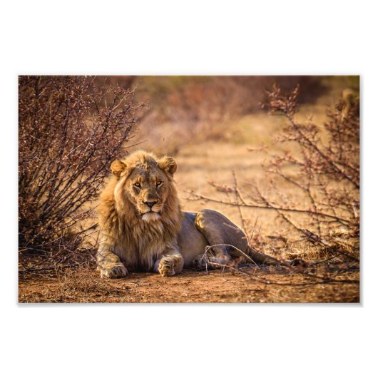 Predator Lion in Südafrika Fotodruck (Vorne)