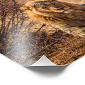 Predator Lion in Südafrika Fotodruck (Ecke)