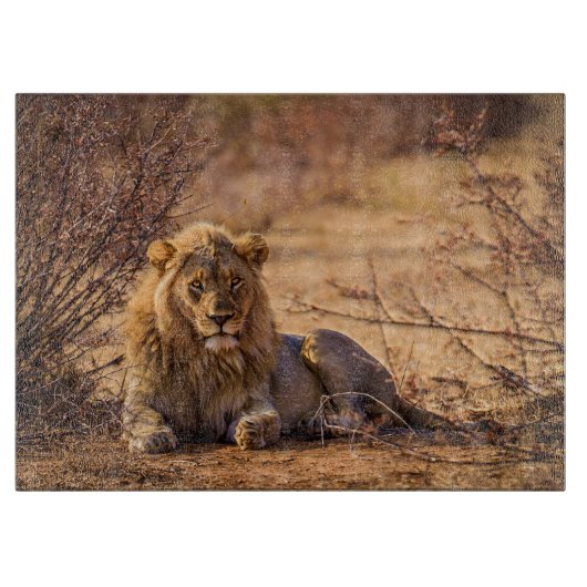 Predator Lion in Südafrika Schneidebrett (Vorderseite)