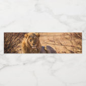 Predator Lion in Südafrika Wasserflaschenetikett (Einzelnes Label)