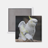 Preening Cockatoo Magnet (Vorderseite/Rückseite)
