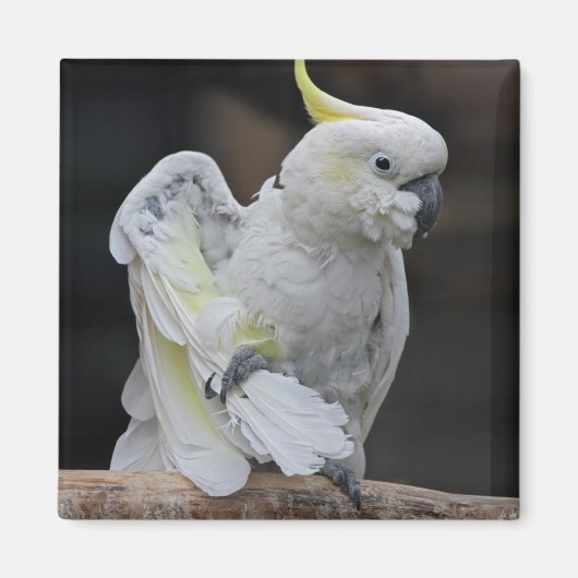 Preening Cockatoo Magnet (Vorne)