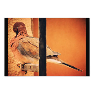 Preening Dove Fotodruck