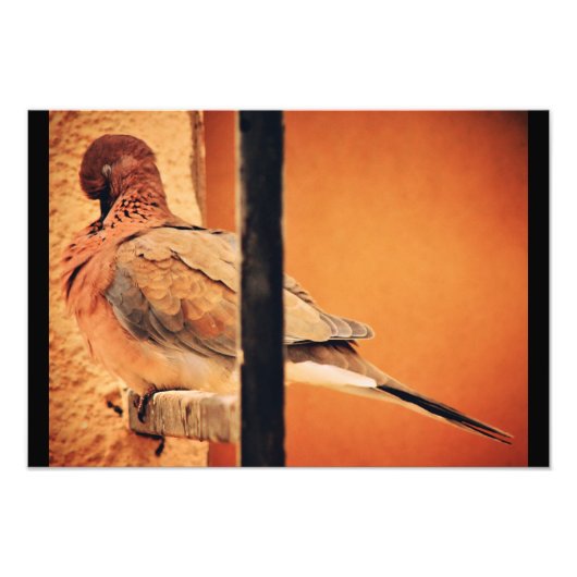 Preening Dove Fotodruck (Vorne)