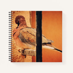 Preening Dove Notizblock