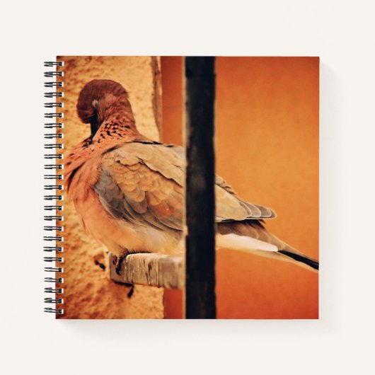 Preening Dove Notizblock (Vorderseite)