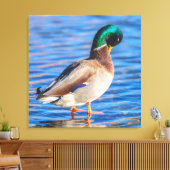 Preening Mallard Leinwanddruck (Insitu (Wohnzimmer))