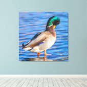 Preening Mallard Leinwanddruck (Insitu (Holzboden))