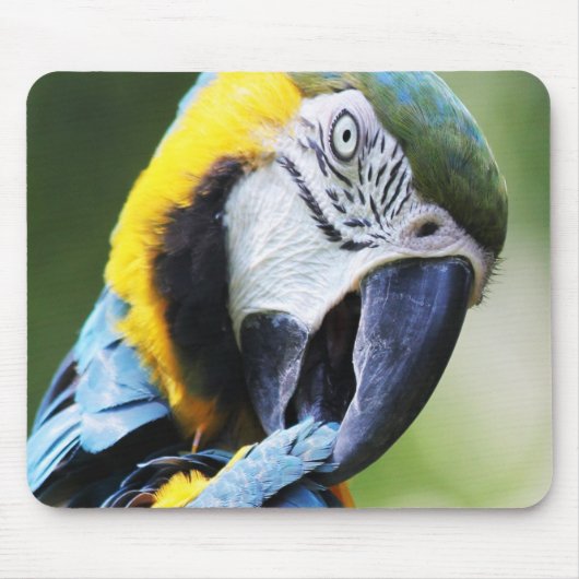 Preening Parrot Mousepad (Vorne)