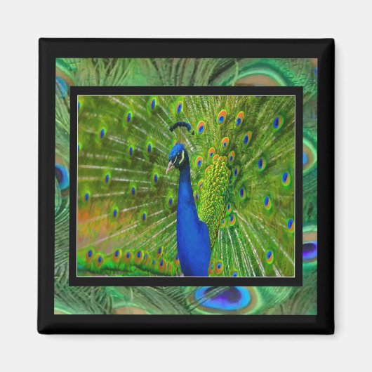 Preening Peacock Magnet (Vorne)