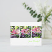 Preening Robins Postkarte (Stehend Vorderseite)