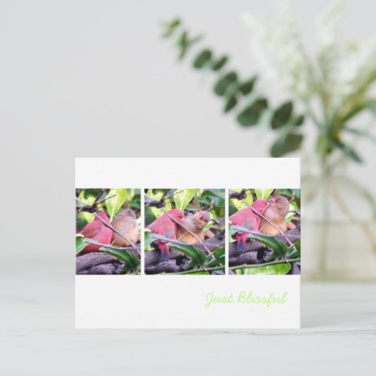 Preening Robins Postkarte (Stehend Vorderseite)