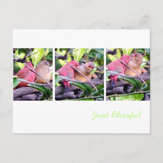 Preening Robins Postkarte (Vorderseite)