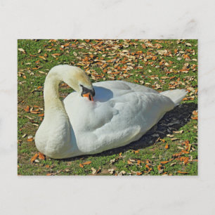 Preening Swan. Roath Park Lake, Cardiff, Wales. Postkarte