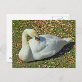 Preening Swan. Roath Park Lake, Cardiff, Wales. Postkarte (Vorne/Hinten)