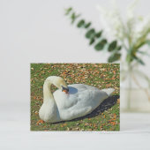 Preening Swan. Roath Park Lake, Cardiff, Wales. Postkarte (Stehend Vorderseite)