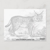 Prema Pusa Octopus Postkarte (Rückseite)