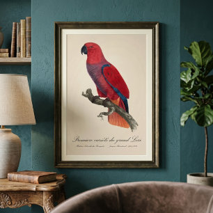 Premiere variete du grand Lori / Eclectus parrot Fotodruck