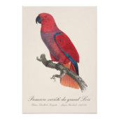 Premiere variete du grand Lori / Eclectus parrot Fotodruck (Vorne)