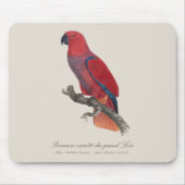 Premiere variete du grand Lori / Eclectus parrot Mousepad (Vorne)