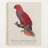 Premiere variete du grand Lori / Eclectus parrot Planer (Vorderseite)