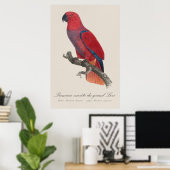 Premiere variete du grand Lori / Eclectus parrot Poster (Heimbüro)