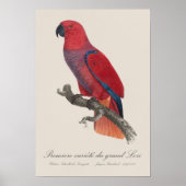 Premiere variete du grand Lori / Eclectus parrot Poster (Vorne)