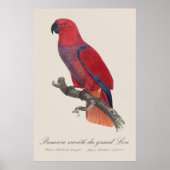 Premiere variete du grand Lori / Eclectus parrot Poster (Vorne)