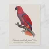 Premiere variete du grand Lori / Eclectus parrot Postkarte (Vorderseite)