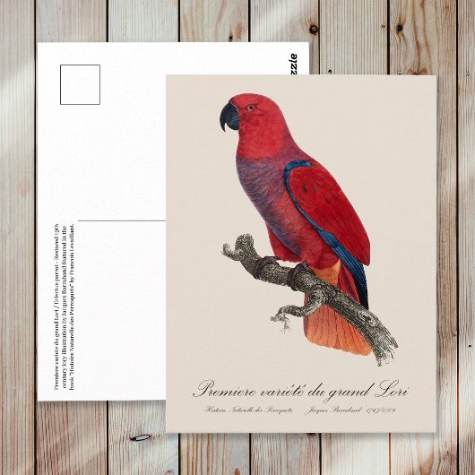 Premiere variete du grand Lori / Eclectus parrot Postkarte
