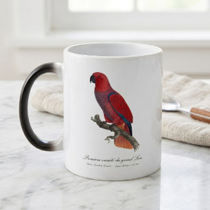 Premiere variete du grand Lori / Eclectus parrot Verwandlungstasse