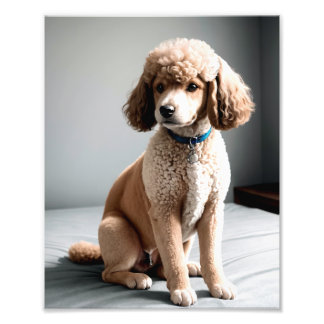 Premium Fine Art Dog Photography for Pet Lovers Fotodruck