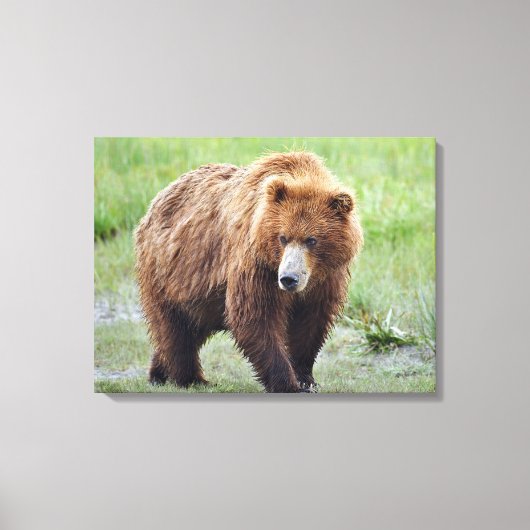 Premium gepolsterte Canvas 24x18 aus Grizzlybär Leinwanddruck (Vorderseite)