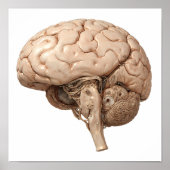 Premium Gilded Design: Luxury Clockwork Organ Poster (Vorne)