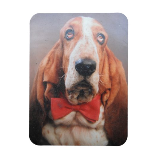 Premium Magnet Basset Hound in Red Bow Krawatte (Vertikal)