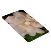 Premium-Magnet für Begonia-Blume Magnet (Rechte Seite)