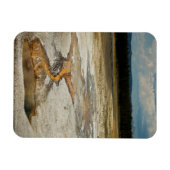 Premium-Magnet für gestrichene Grands Magnet (Horizontal)