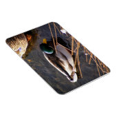Premium Magnet für Holzente (Rechte Seite)