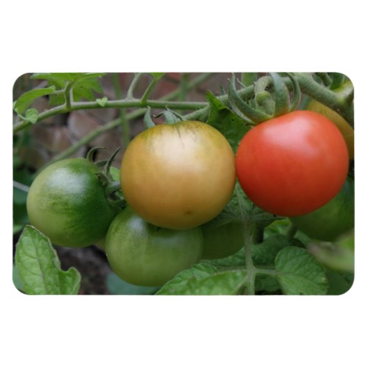 Premium-Magnet für leichte Tomaten/Paradeiser Magnet (Horizontal)