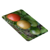 Premium-Magnet für leichte Tomaten/Paradeiser Magnet (Rechte Seite)