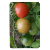 Premium-Magnet für leichte Tomaten/Paradeiser Magnet (Vertikal)