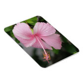 Premium-Magnet für rosa Hibiskus Magnet (Rechte Seite)