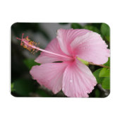 Premium-Magnet für rosa Hibiskus Magnet (Horizontal)