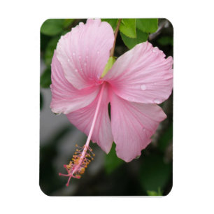 Premium-Magnet für rosa Hibiskus Magnet