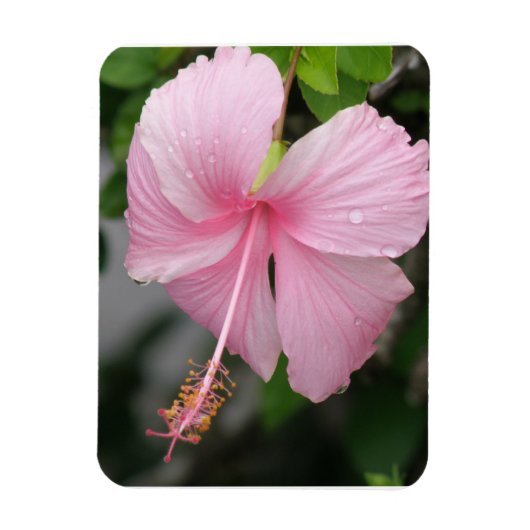 Premium-Magnet für rosa Hibiskus Magnet (Vertikal)