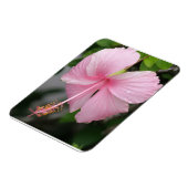 Premium-Magnet für rosa Hibiskus Magnet (Linke Seite)
