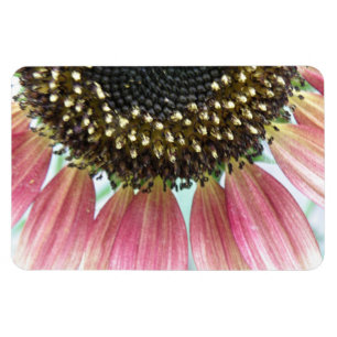 Premium-Magnet für Rosa Sonnenblumen Magnet