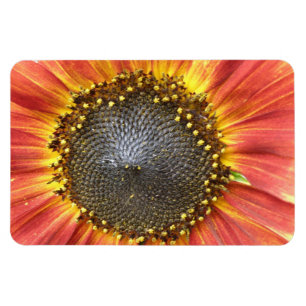 Premium-Magnet für Rot und Gelb-Sonnenblumen Magnet