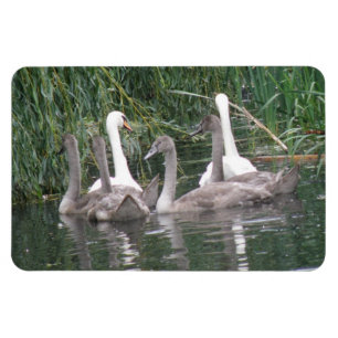 Premium-Magnet für Schwäne und Cygnets Magnet